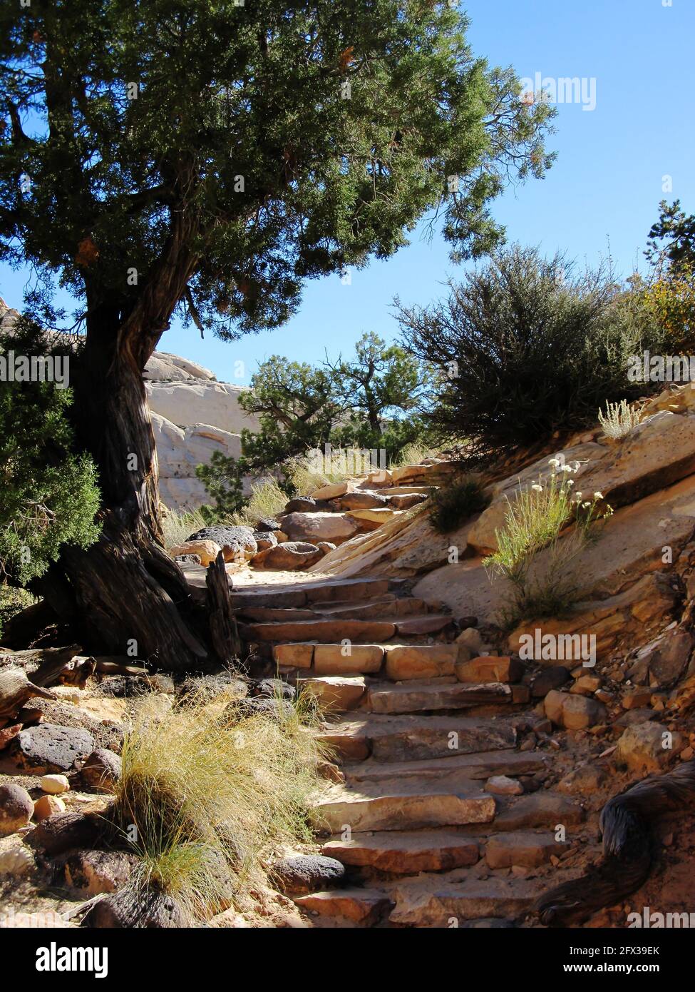 Marches sculptées dans le grès environnant, formant un essai dans les montagnes du parc national de Capitol Reef, Utah, États-Unis Banque D'Images