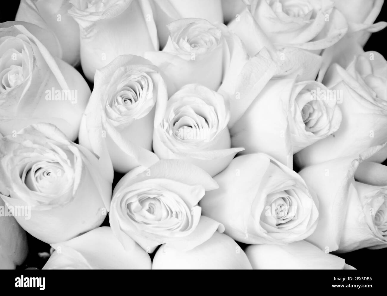 Images artistiques en noir et blanc de Roses, Gerber Daisies, bouquets de Thistle et petits pains à New York, le jeudi 9 mai 2019. Photo de Jennifer Graylock-Graylock.com 917-519-7666 Banque D'Images