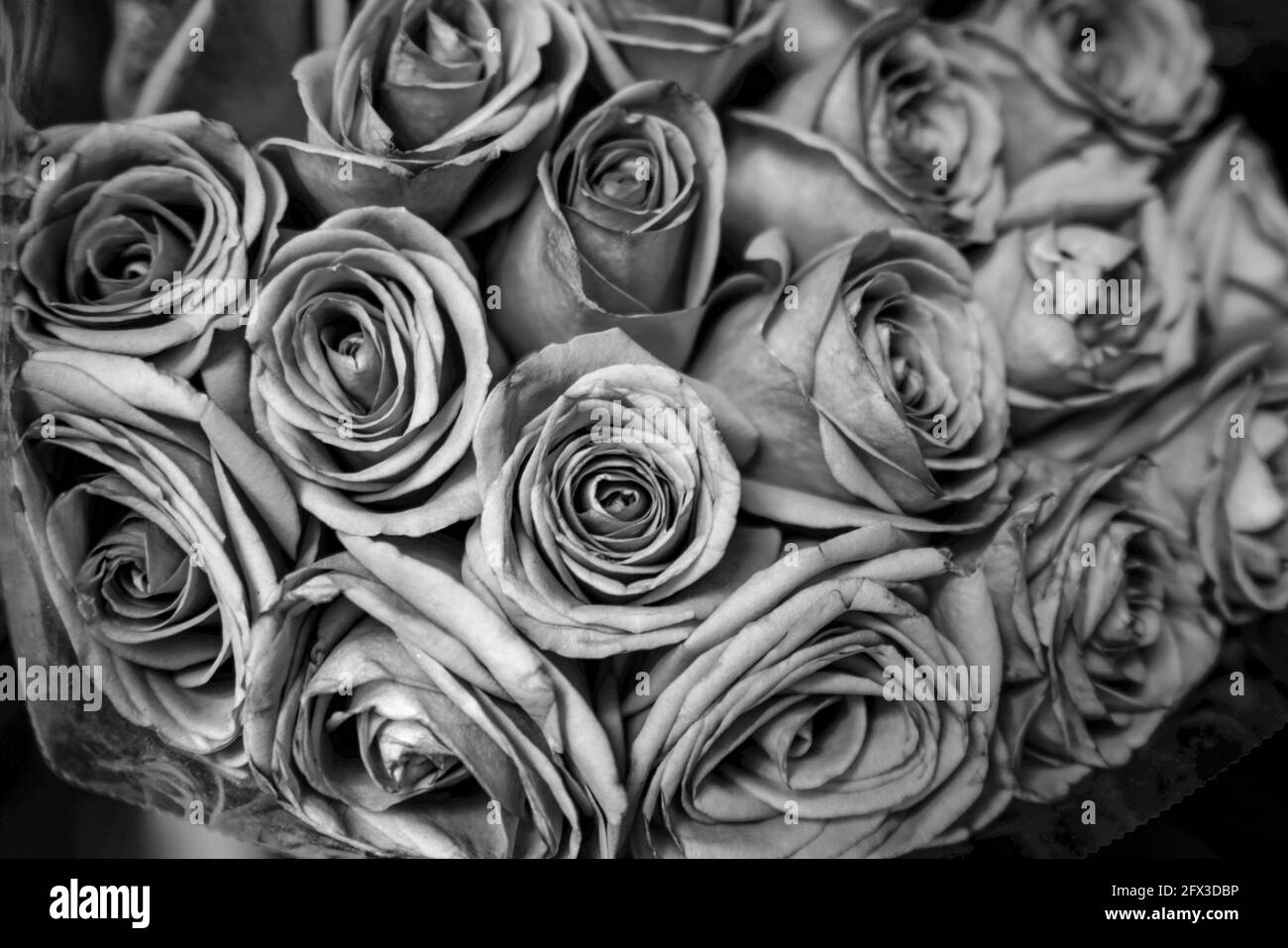 Images artistiques en noir et blanc de Roses, Gerber Daisies, bouquets de Thistle et petits pains à New York, le jeudi 9 mai 2019. Photo de Jennifer Graylock-Graylock.com 917-519-7666 Banque D'Images