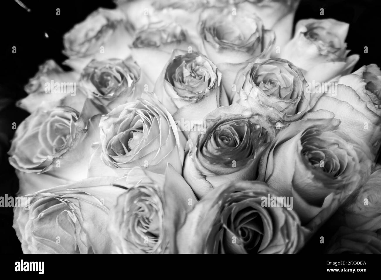 Images artistiques en noir et blanc de Roses, Gerber Daisies, bouquets de Thistle et petits pains à New York, le jeudi 9 mai 2019. Photo de Jennifer Graylock-Graylock.com 917-519-7666 Banque D'Images