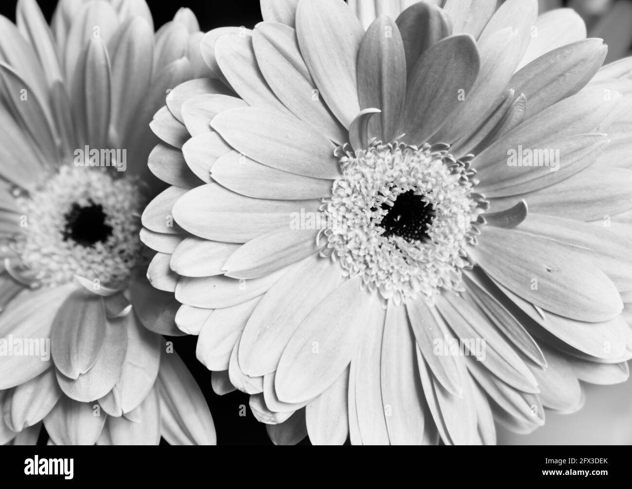Images artistiques en noir et blanc de Roses, Gerber Daisies, bouquets de Thistle et petits pains à New York, le jeudi 9 mai 2019. Photo de Jennifer Graylock-Graylock.com 917-519-7666 Banque D'Images