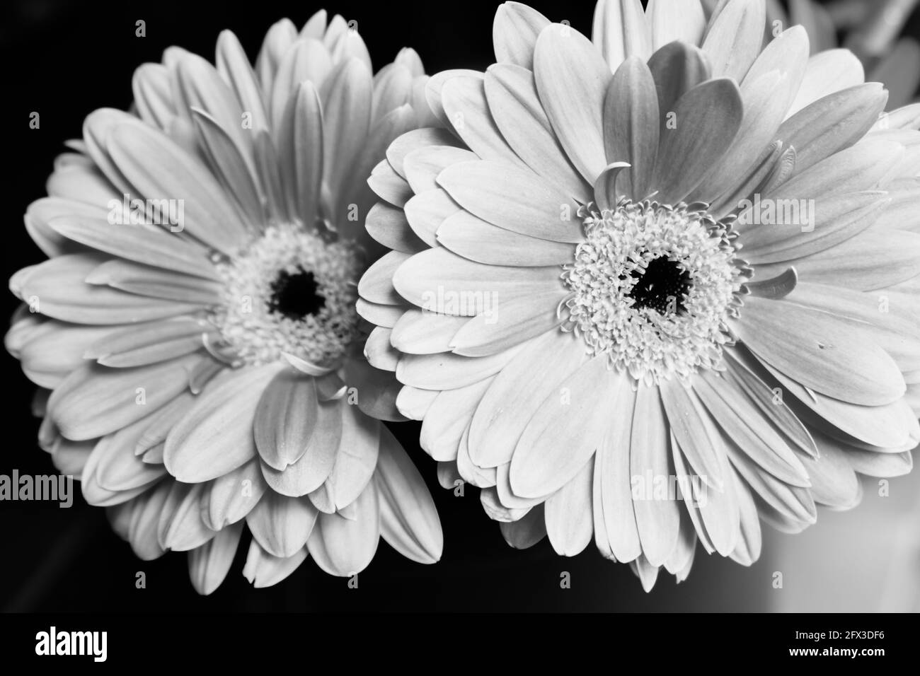 Images artistiques en noir et blanc de Roses, Gerber Daisies, bouquets de Thistle et petits pains à New York, le jeudi 9 mai 2019. Photo de Jennifer Graylock-Graylock.com 917-519-7666 Banque D'Images