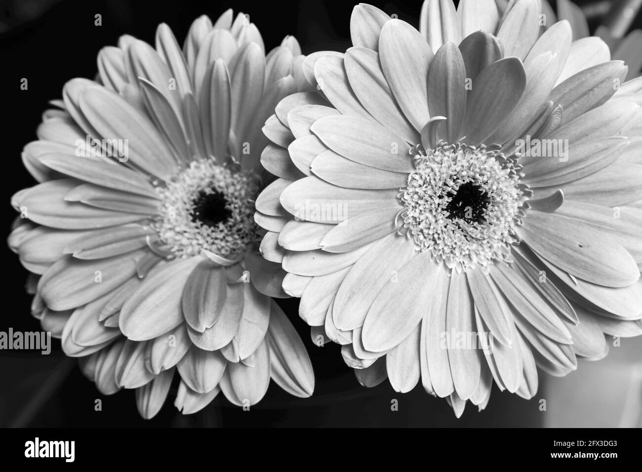 Images artistiques en noir et blanc de Roses, Gerber Daisies, bouquets de Thistle et petits pains à New York, le jeudi 9 mai 2019. Photo de Jennifer Graylock-Graylock.com 917-519-7666 Banque D'Images