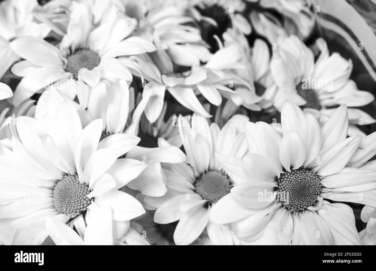 Images artistiques en noir et blanc de Roses, Gerber Daisies, bouquets de Thistle et petits pains à New York, le jeudi 9 mai 2019. Photo de Jennifer Graylock-Graylock.com 917-519-7666 Banque D'Images