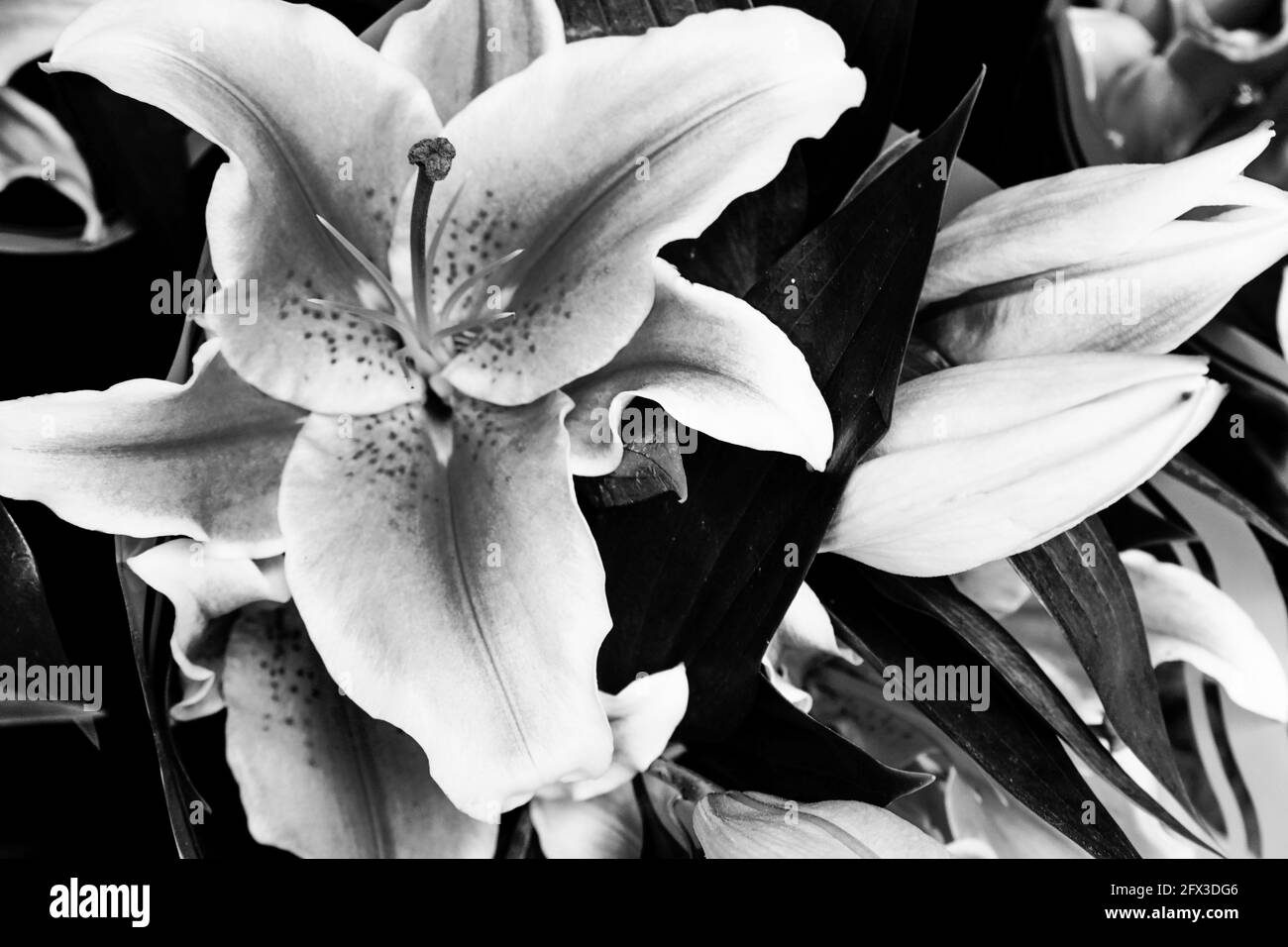 Images artistiques en noir et blanc de Roses, Gerber Daisies, bouquets de Thistle et petits pains à New York, le jeudi 9 mai 2019. Photo de Jennifer Graylock-Graylock.com 917-519-7666 Banque D'Images