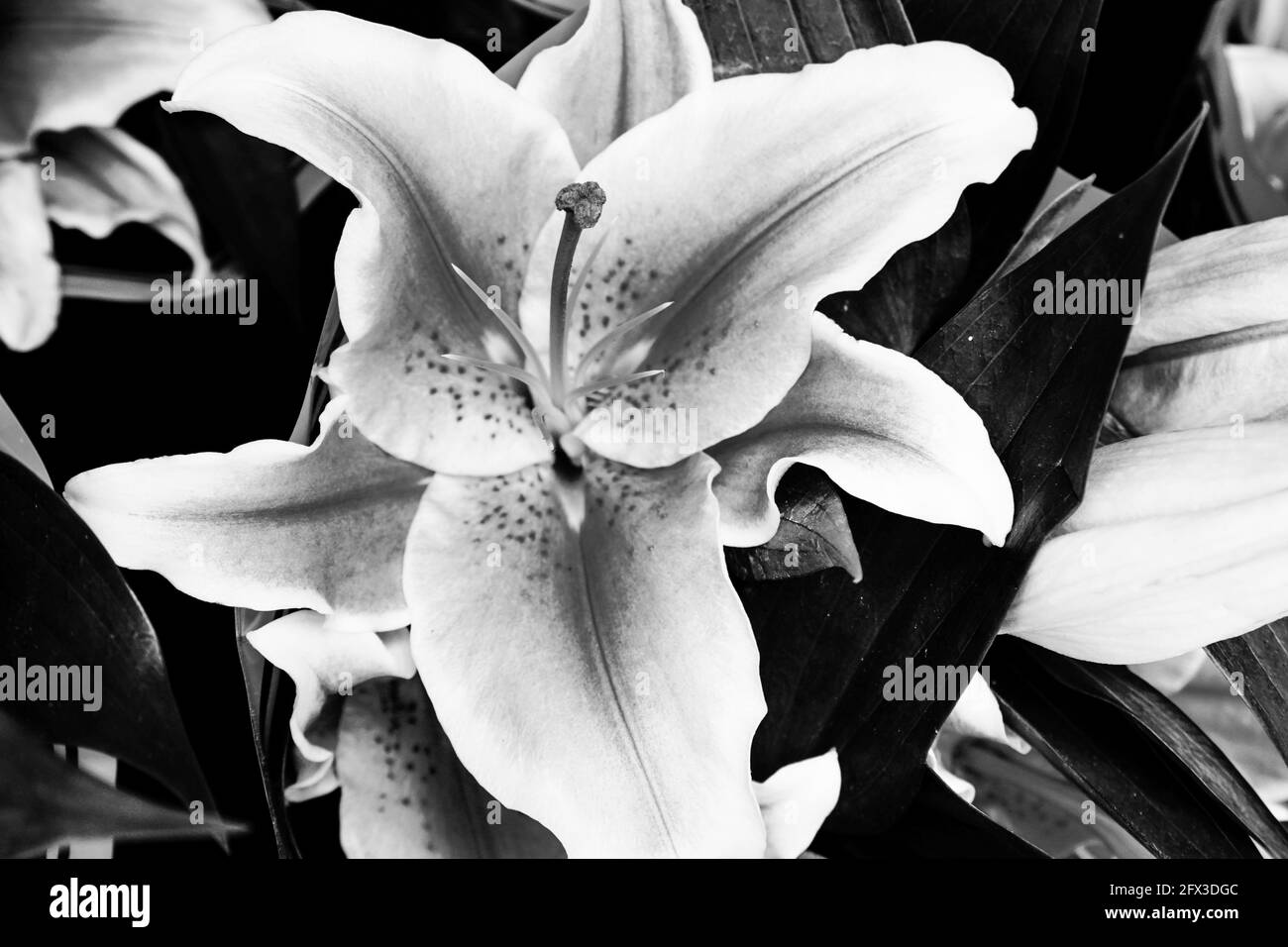 Images artistiques en noir et blanc de Roses, Gerber Daisies, bouquets de Thistle et petits pains à New York, le jeudi 9 mai 2019. Photo de Jennifer Graylock-Graylock.com 917-519-7666 Banque D'Images