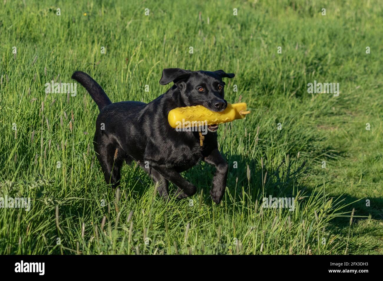 Un Labrador noir retriever jouant avec un mannequin de chien d'arme. Banque D'Images