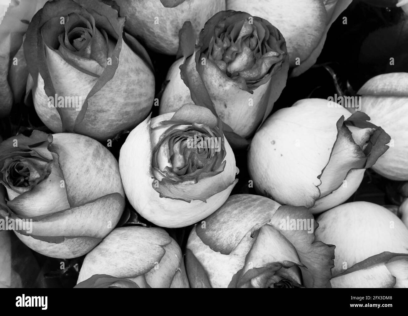 Images artistiques en noir et blanc de Roses, Gerber Daisies, bouquets de Thistle et petits pains à New York, le jeudi 9 mai 2019. Photo de Jennifer Graylock-Graylock.com 917-519-7666 Banque D'Images