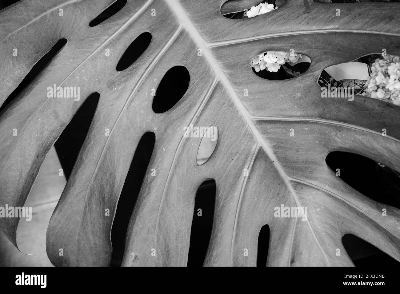 Images artistiques en noir et blanc de Roses, Gerber Daisies, bouquets de Thistle et petits pains à New York, le jeudi 9 mai 2019. Photo de Jennifer Graylock-Graylock.com 917-519-7666 Banque D'Images