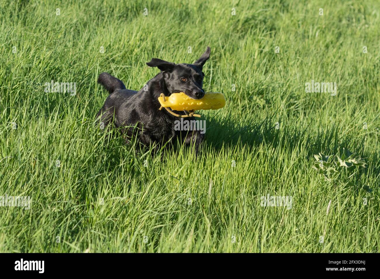 Un Labrador noir retriever jouant avec un mannequin de chien d'arme. Banque D'Images