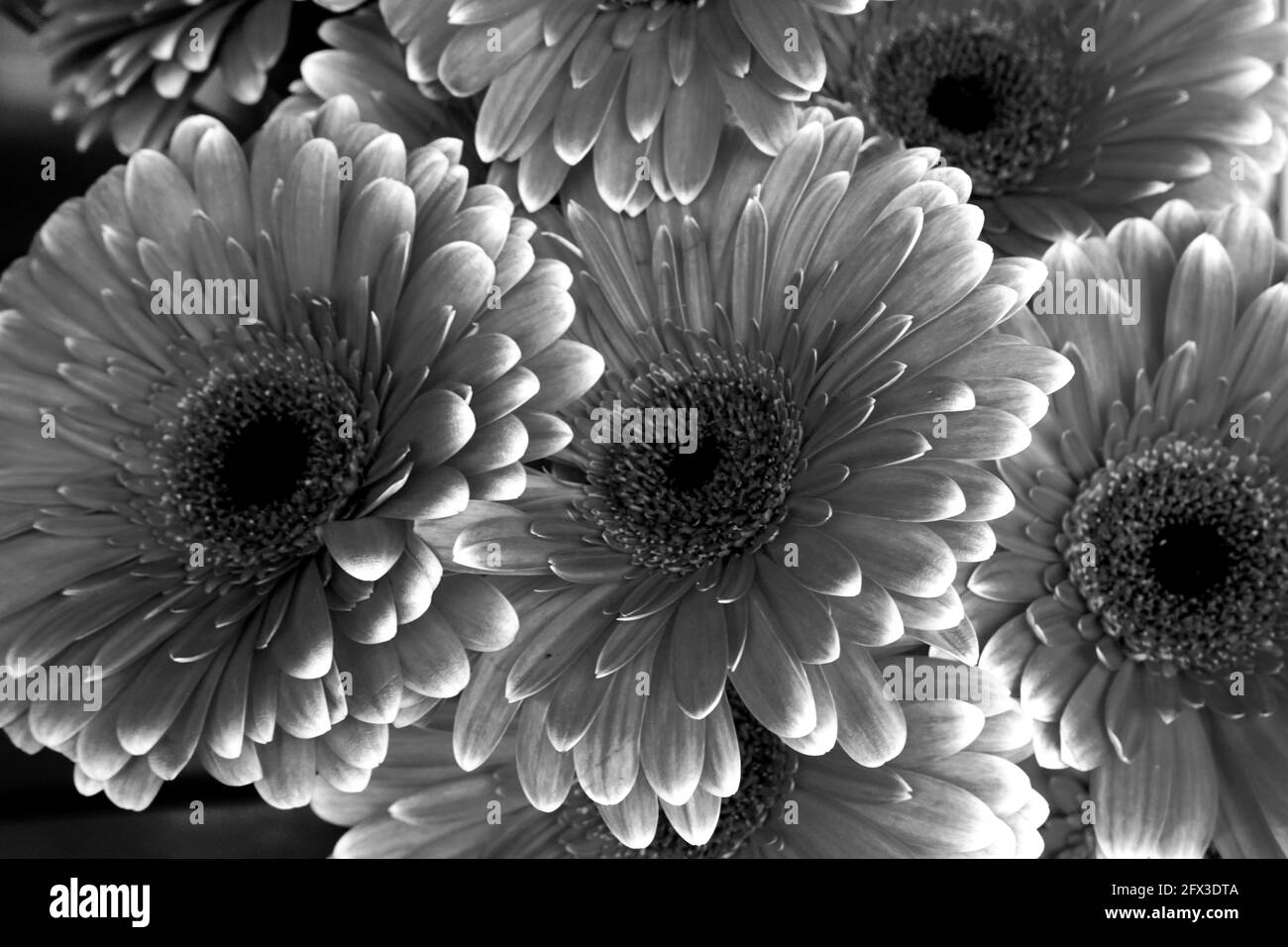 Images artistiques en noir et blanc de Roses, Gerber Daisies, bouquets de Thistle et petits pains à New York, le jeudi 9 mai 2019. Photo de Jennifer Graylock-Graylock.com 917-519-7666 Banque D'Images