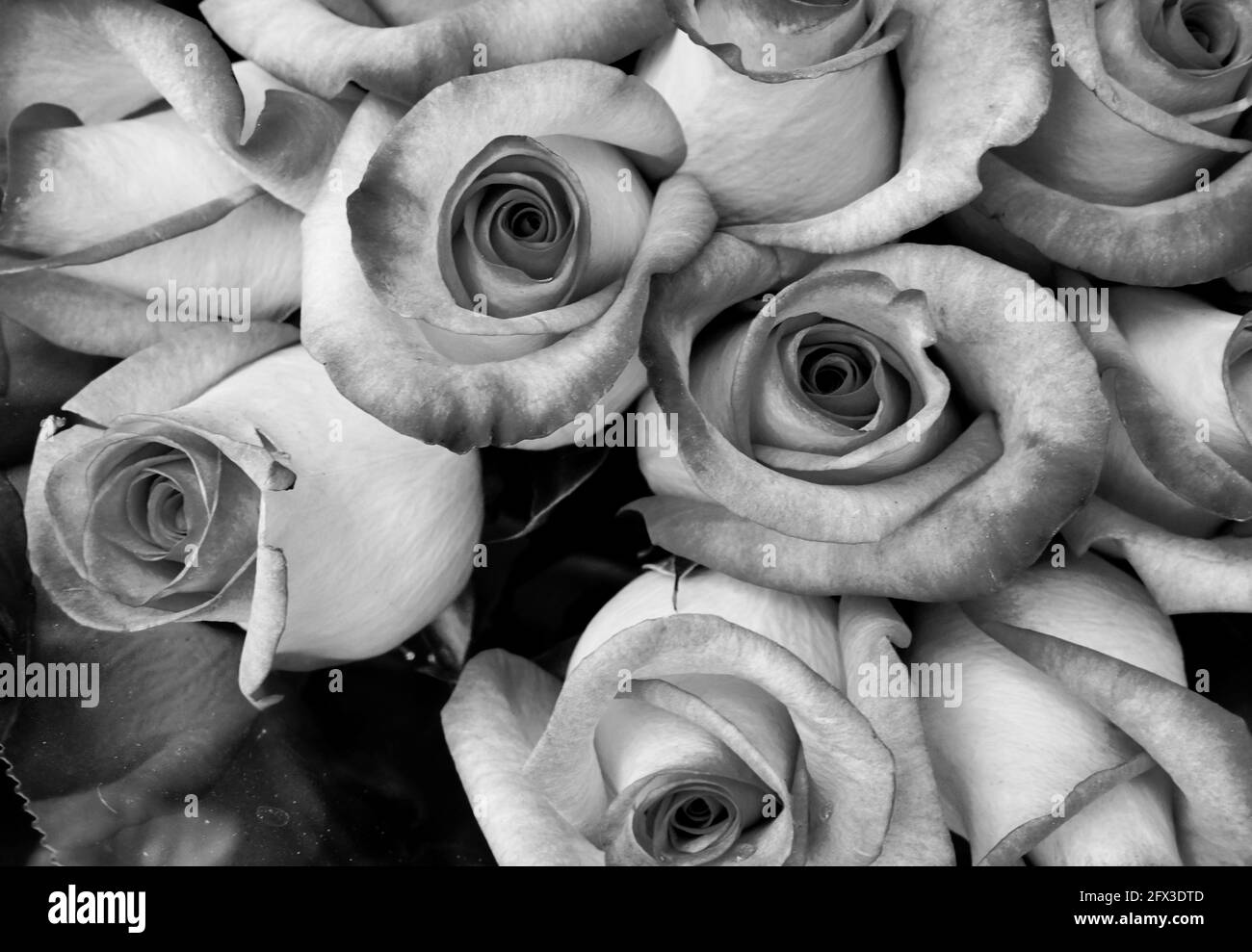 Images artistiques en noir et blanc de Roses, Gerber Daisies, bouquets de Thistle et petits pains à New York, le jeudi 9 mai 2019. Photo de Jennifer Graylock-Graylock.com 917-519-7666 Banque D'Images