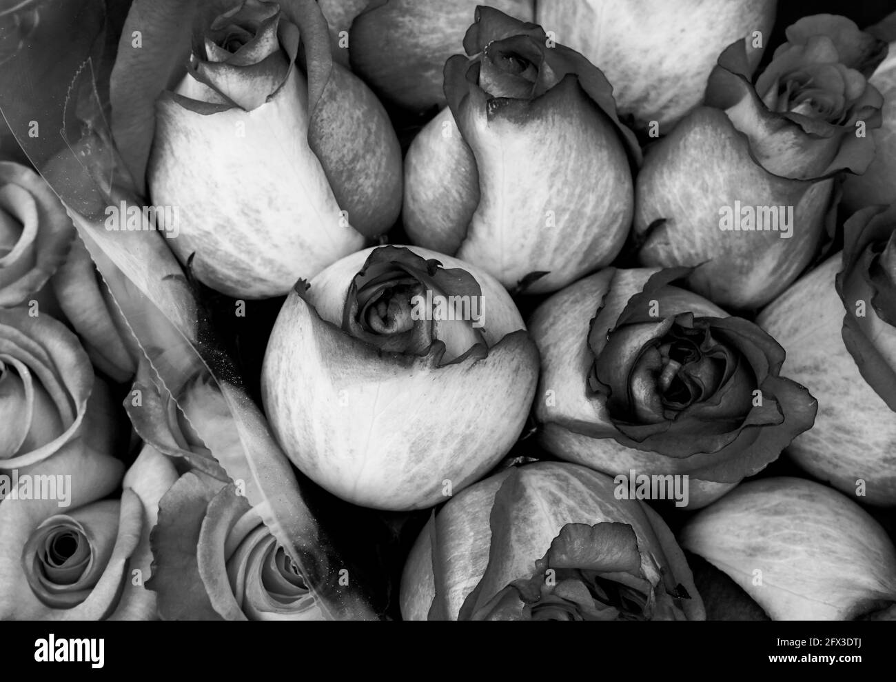 Images artistiques en noir et blanc de Roses, Gerber Daisies, bouquets de Thistle et petits pains à New York, le jeudi 9 mai 2019. Photo de Jennifer Graylock-Graylock.com 917-519-7666 Banque D'Images