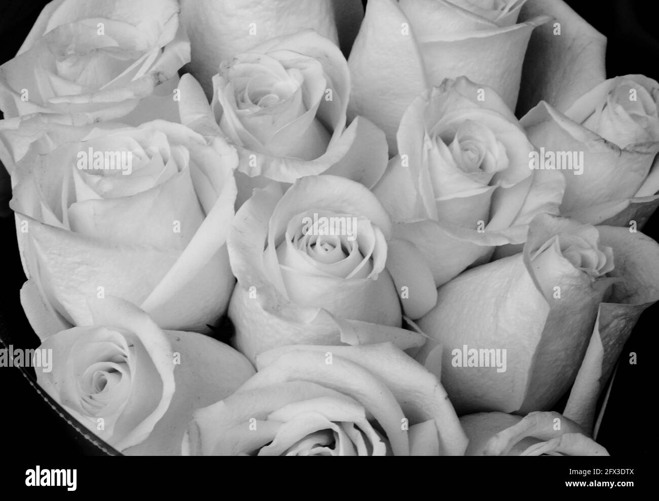 Images artistiques en noir et blanc de Roses, Gerber Daisies, bouquets de Thistle et petits pains à New York, le jeudi 9 mai 2019. Photo de Jennifer Graylock-Graylock.com 917-519-7666 Banque D'Images