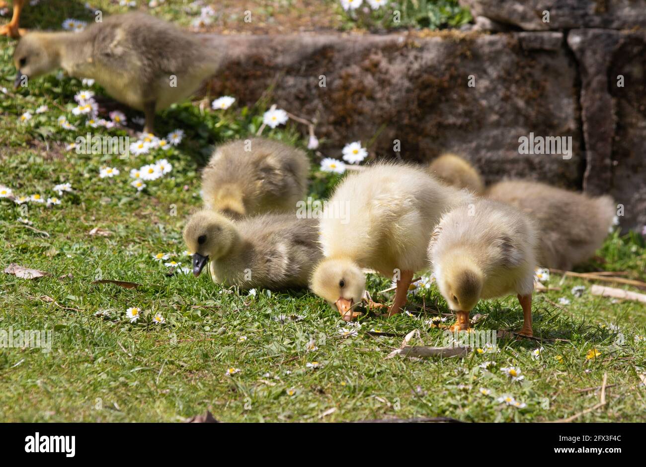 Un groupe de gossins moelleux mignons mangeant de l'herbe Banque D'Images
