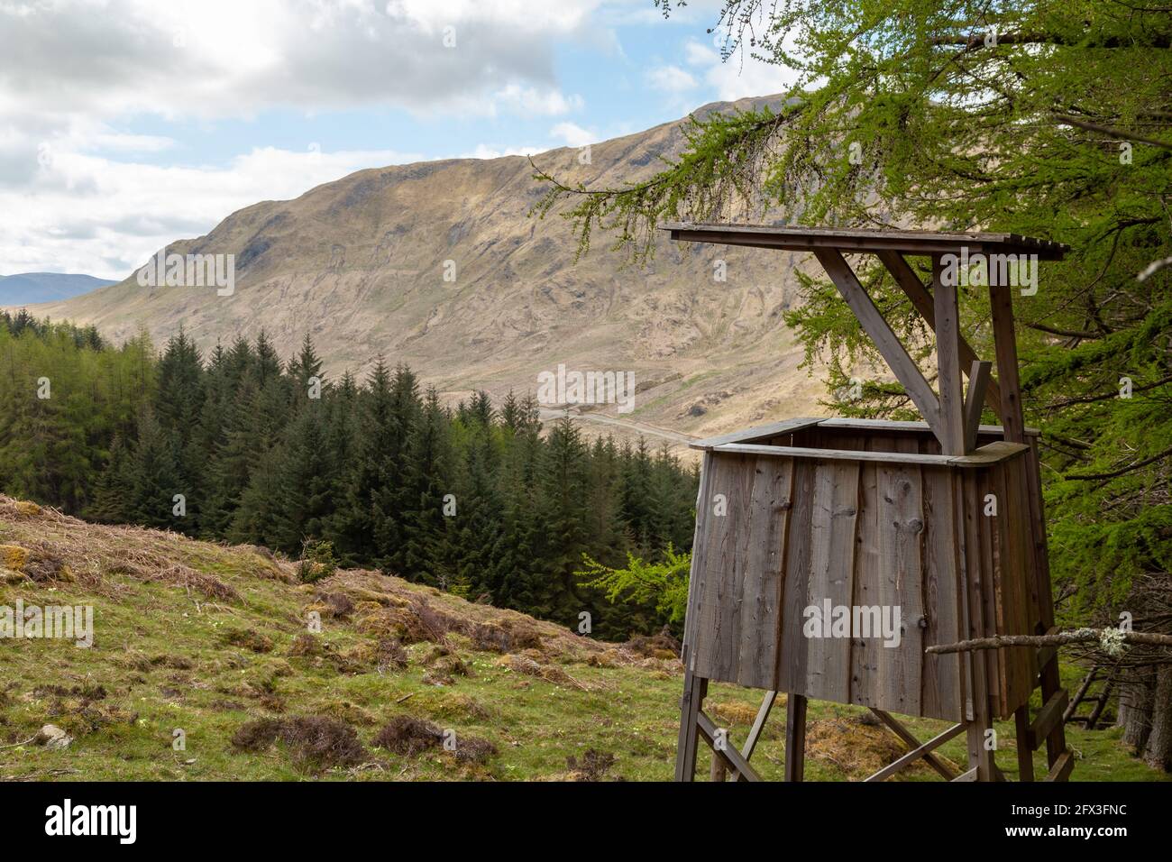 Borgne de chasse en bois (cachette de chasse) dans le Perthshire Banque D'Images