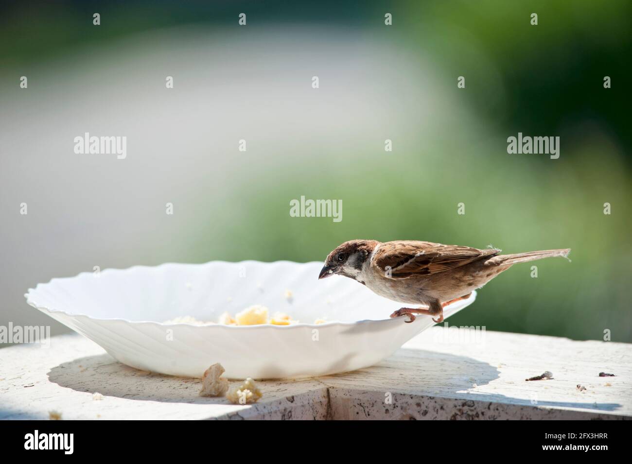 Un petit moineau est assis sur le bord d'un assiette dans un balcon et manger des miettes de pain Banque D'Images