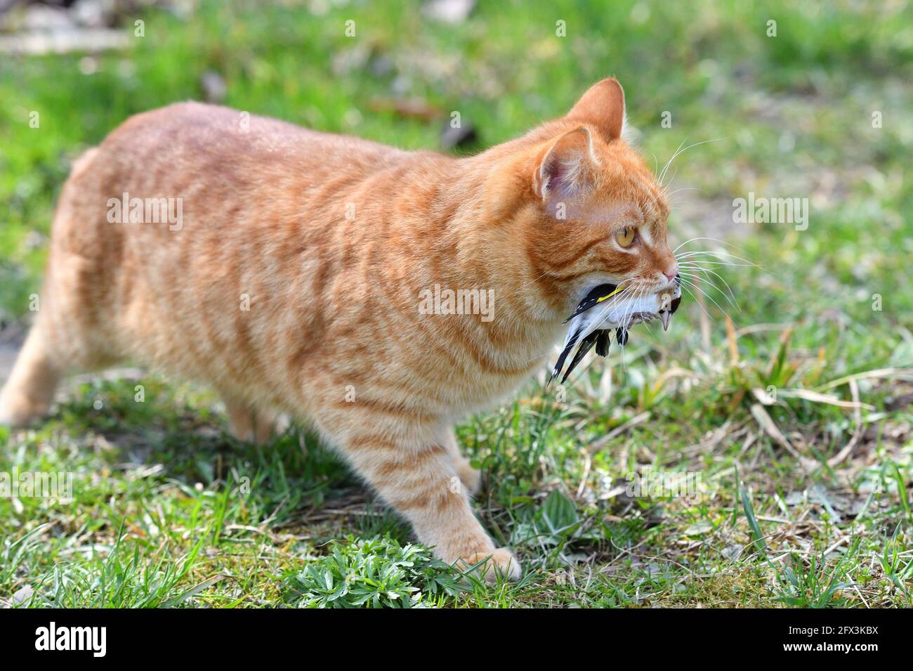 Chat Avec Un Jeune Oiseau Dans La Gueule Banque D Image Et Photos Alamy