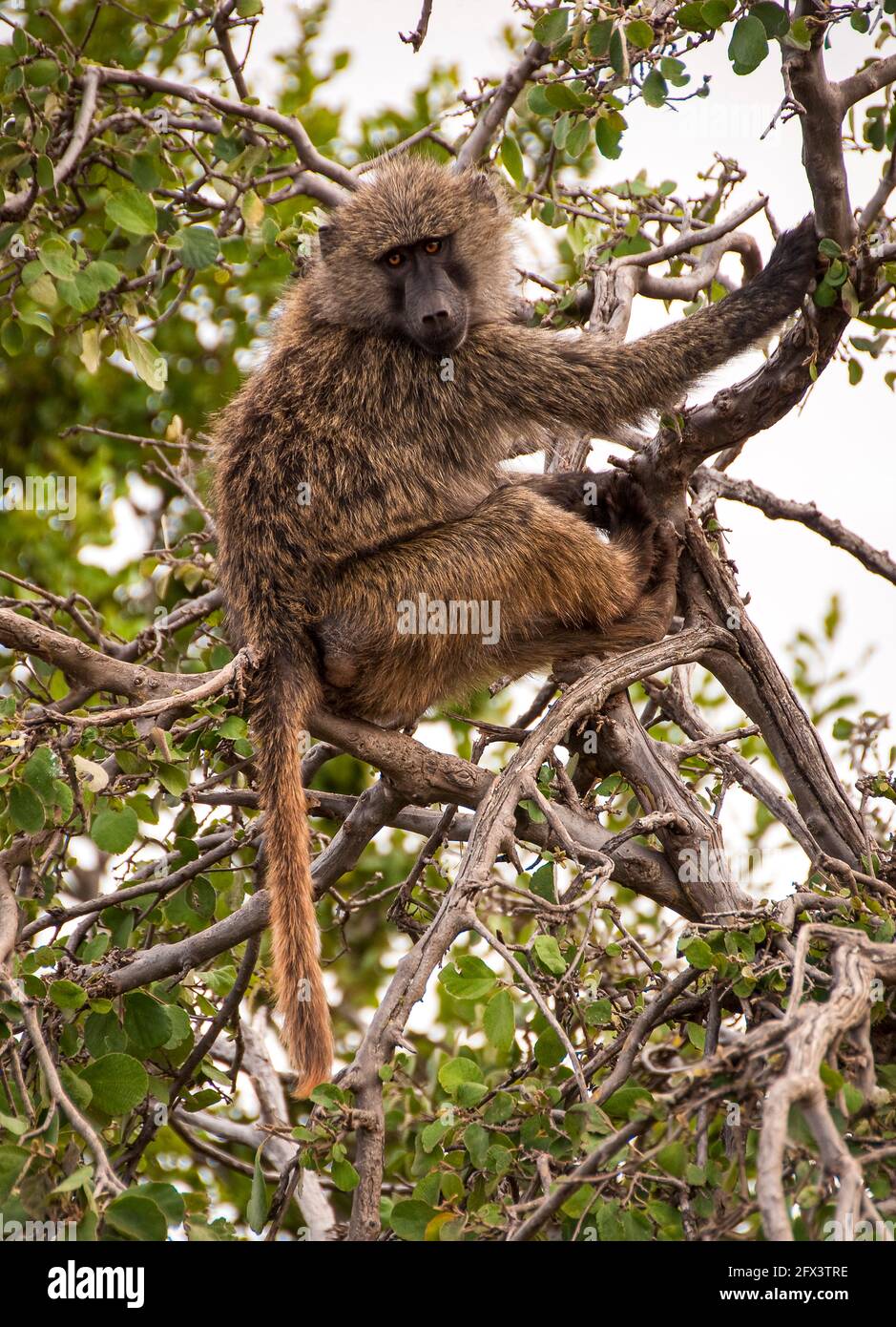 jeune babouin dans un arbre Banque D'Images