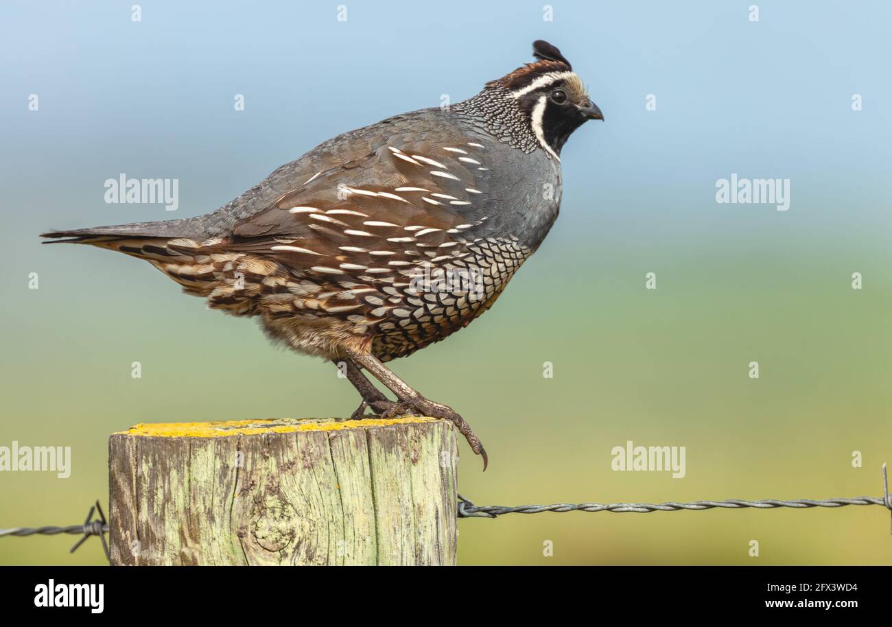 Caille mâle de Californie (Callipepla californica), point Reyes National Seashore, Californie, États-Unis. Banque D'Images