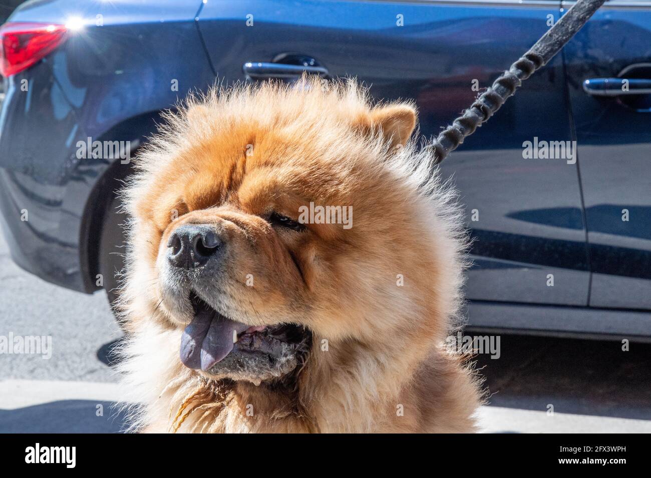 Gros plan un chien Chow Chow étant en train de marcher dans la rue Queen Ouest dans le quartier du centre-ville de Toronto, Canada Banque D'Images