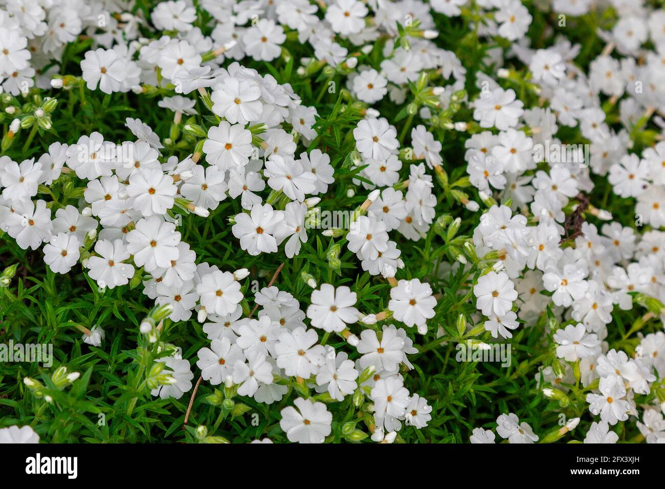 Image d'arrière-plan - tapis d'herbe verte et fleurs blanches couvertes de rosée. Banque D'Images