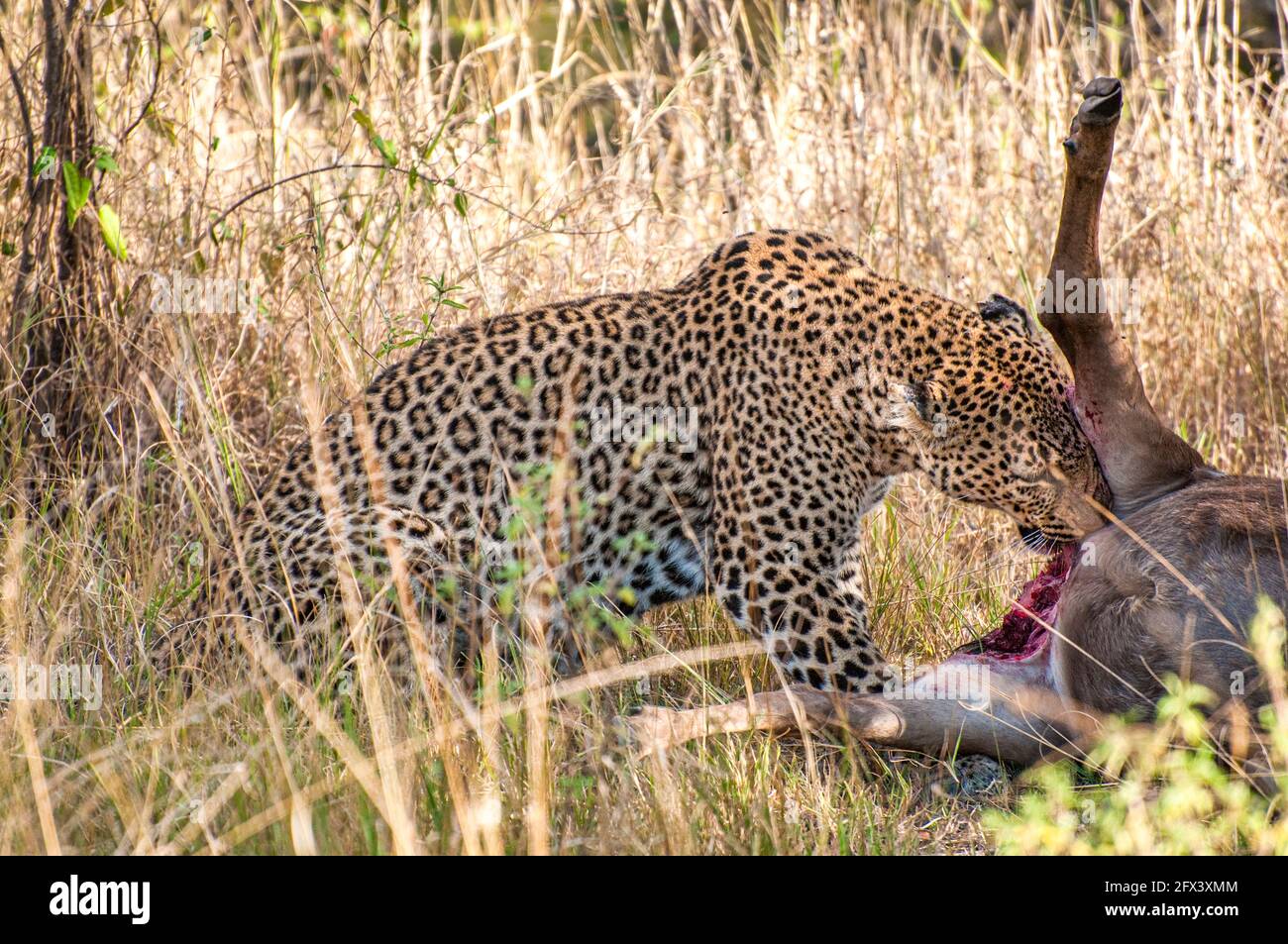 léopard mangeant sa mort d'une antilope Banque D'Images