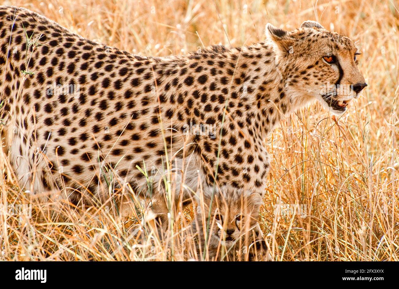 cheetah dans l'herbe haute avec son cub Banque D'Images