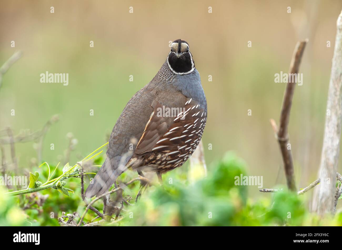 Caille mâle de Californie (Callipepla californica), point Reyes National Seashore, Californie, États-Unis. Banque D'Images
