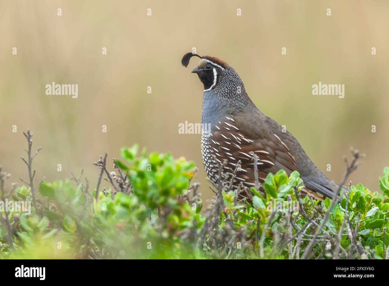 Caille mâle de Californie (Callipepla californica), point Reyes National Seashore, Californie, États-Unis. Banque D'Images