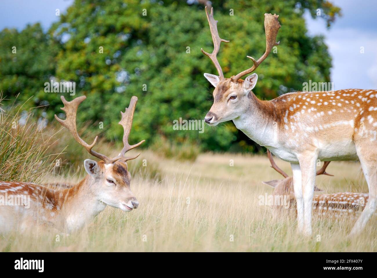 Des cerfs de jachère dans Bushy Park, Borough of Richmond upon Thames, Grand Londres, Angleterre, Royaume-Uni Banque D'Images