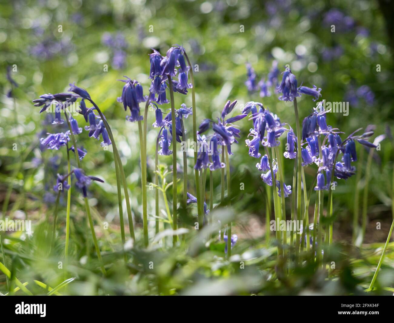 Groupe de Bluebells anglais au rez-de-chaussée rétroéclairés avec arrière-plan bokeh vert Banque D'Images