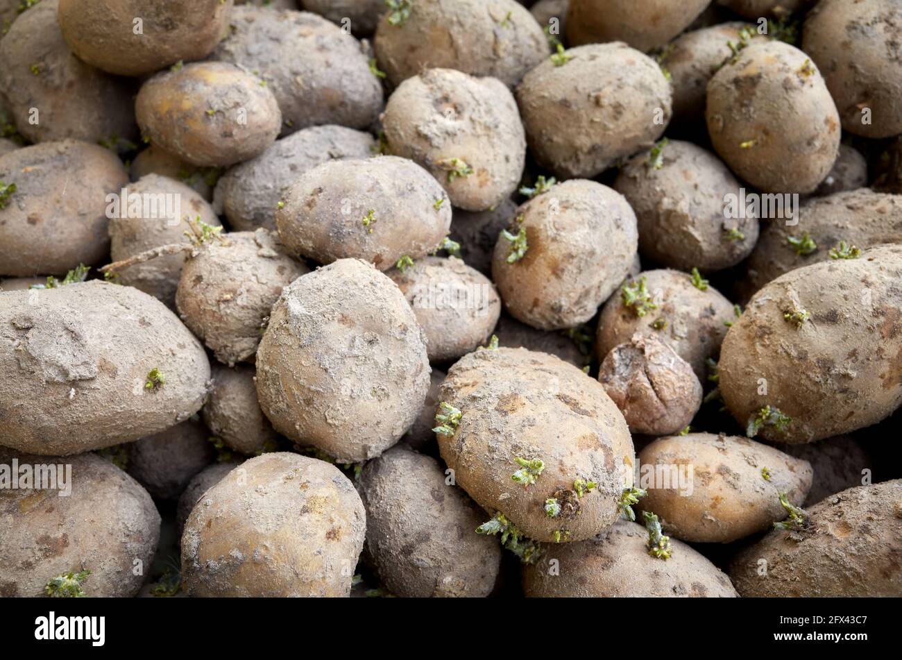 Pommes de terre pourries Banque de photographies et d’images à haute résolution Alamy