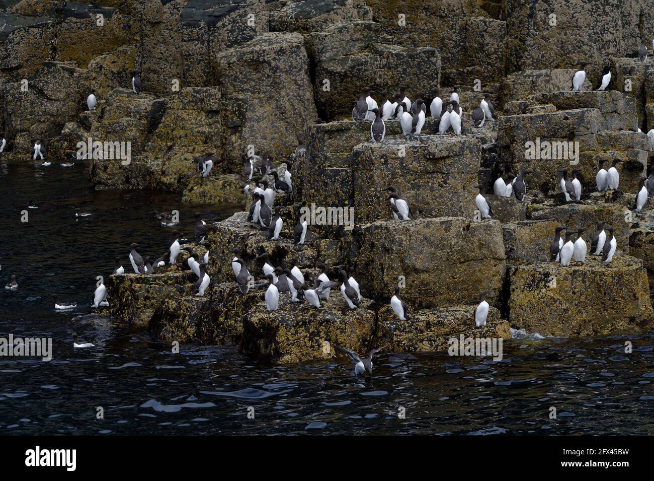 Nichant des oiseaux de mer sur les falaises de l'île de mai, dans la région de Forth Scotland Banque D'Images