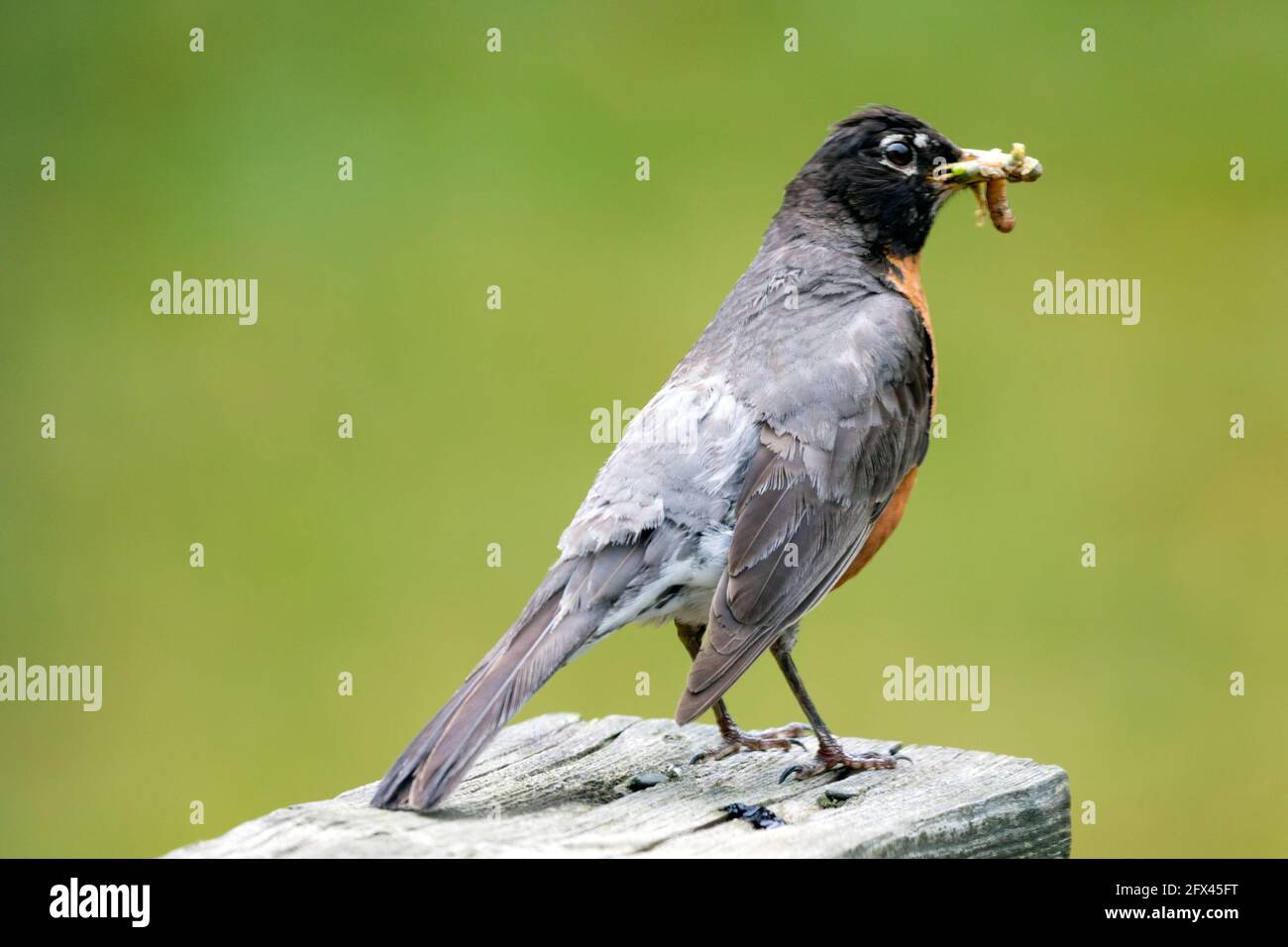 Un Robin nord-américain qui retourne dans un nid avec de la nourriture. Banque D'Images