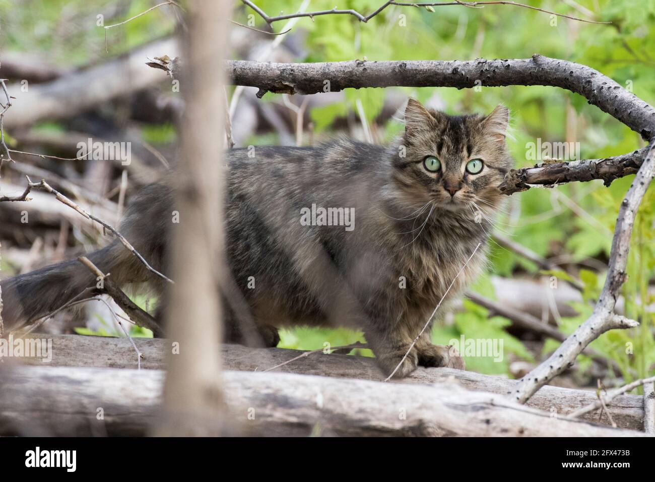 Chat Sauvage Au Quebec Canada Photo Stock Alamy