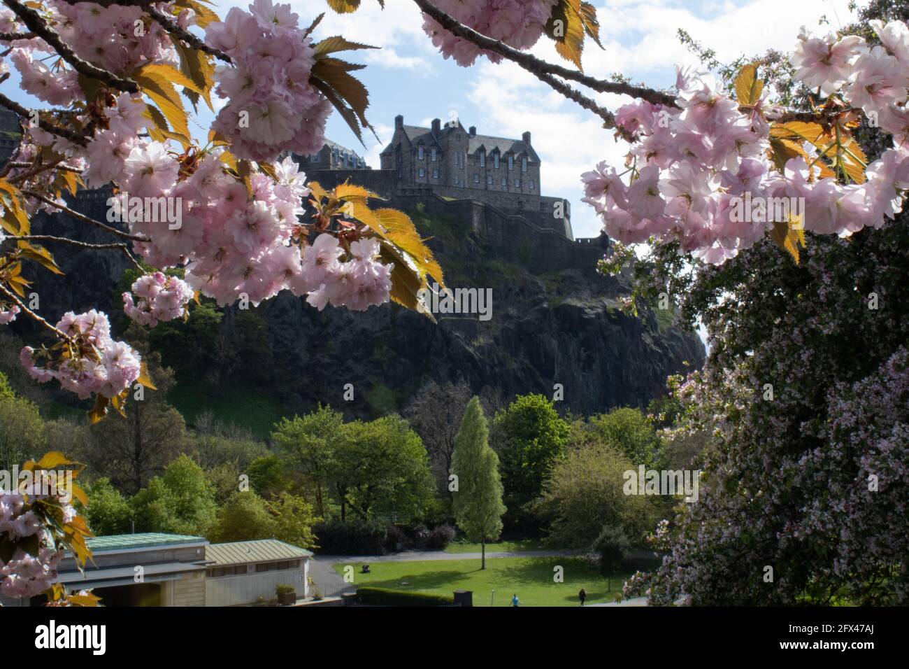Cerisiers en fleurs encadrent le château d'Édimbourg. Banque D'Images