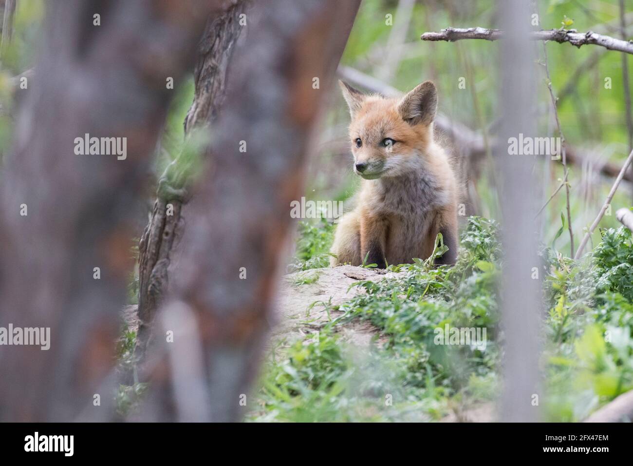 Mignon Bebe Renard Rouge Au Printemps Photo Stock Alamy