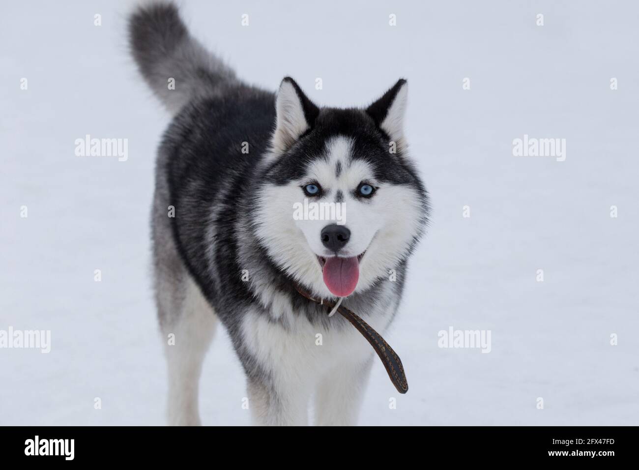 Le Chiot Husky De Siberie Mignon Avec Les Yeux Bleus Regarde La Camera Dans Le Parc D Hiver Chien De Traineau Animaux De Compagnie Chien De Race Photo Stock Alamy