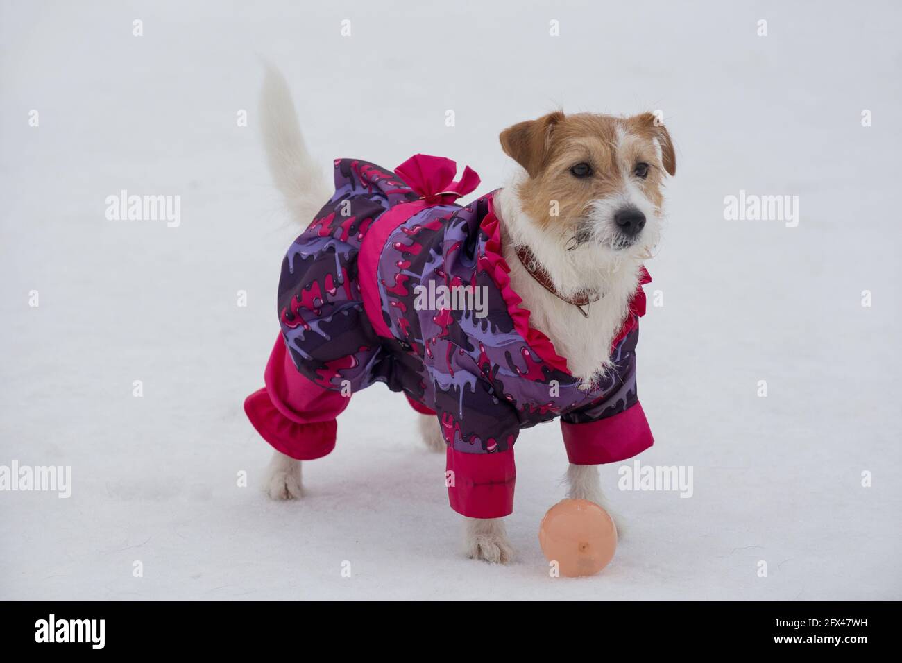 Mignon Jack russell terrier chiot dans de beaux vetements d animal de compagnie est debout sur une neige blanche dans le parc d hiver. Animaux de compagnie. Chien de race Photo Stock Alamy