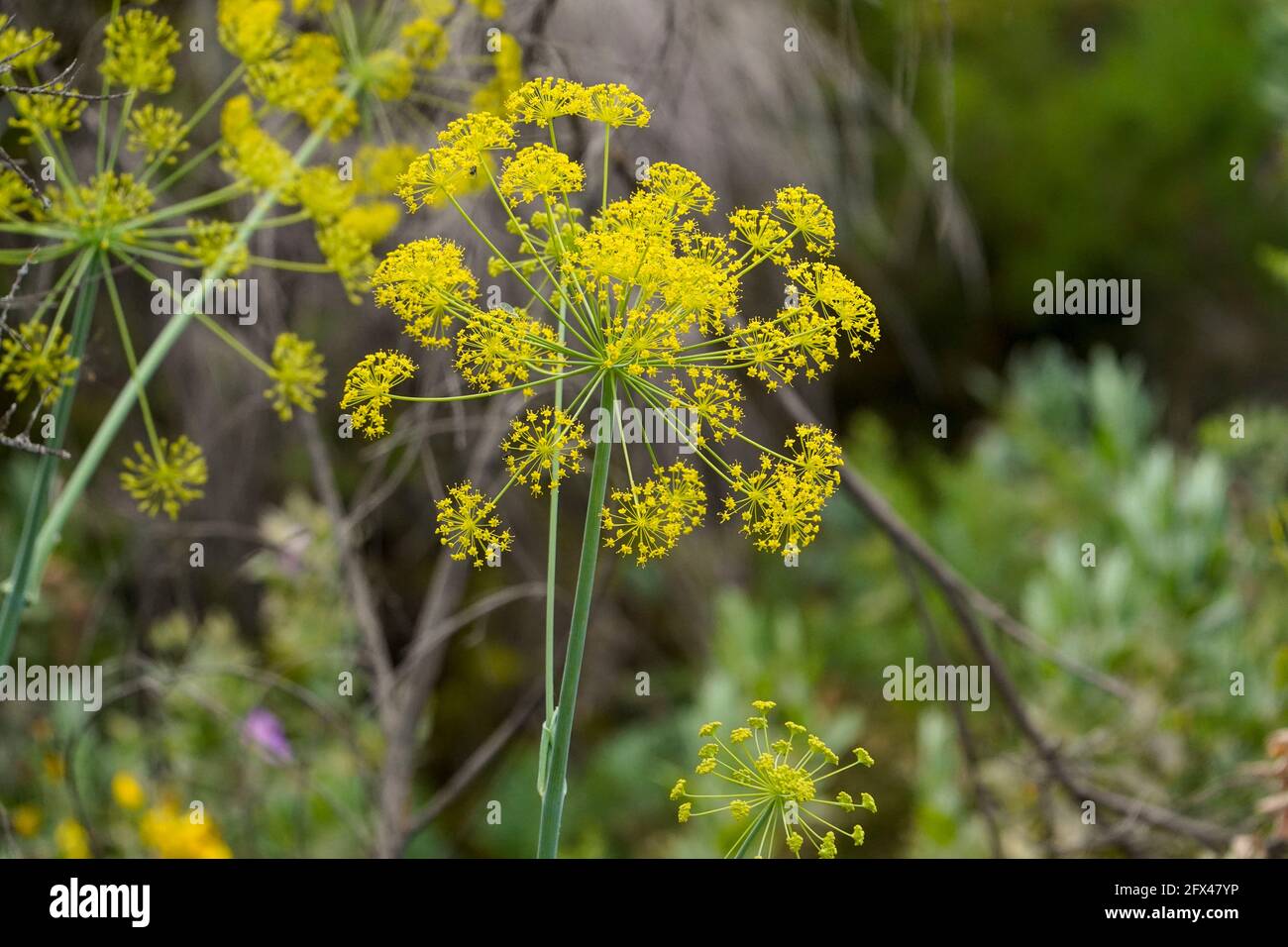 Thapsia villosa, plante de carotte mortelle et villeuse, floraison dans les montagnes d'Andalousie, Espagne. Banque D'Images