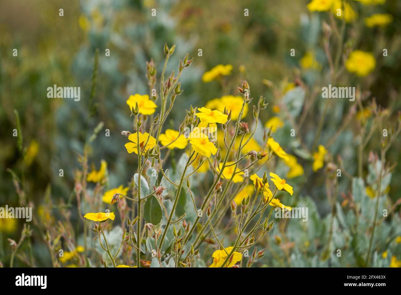 Rosier jaune, Halimium atriplicifolium, plante méditerranéenne, floraison, Andalousie, Espagne. Banque D'Images