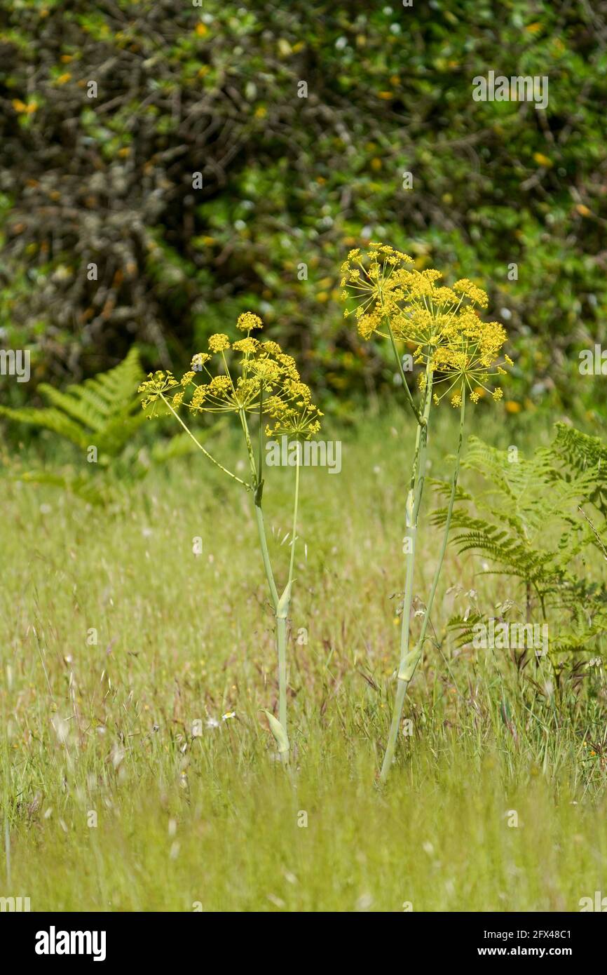 Thapsia villosa, plante de carotte mortelle et villeuse, floraison dans les montagnes d'Andalousie, Espagne. Banque D'Images