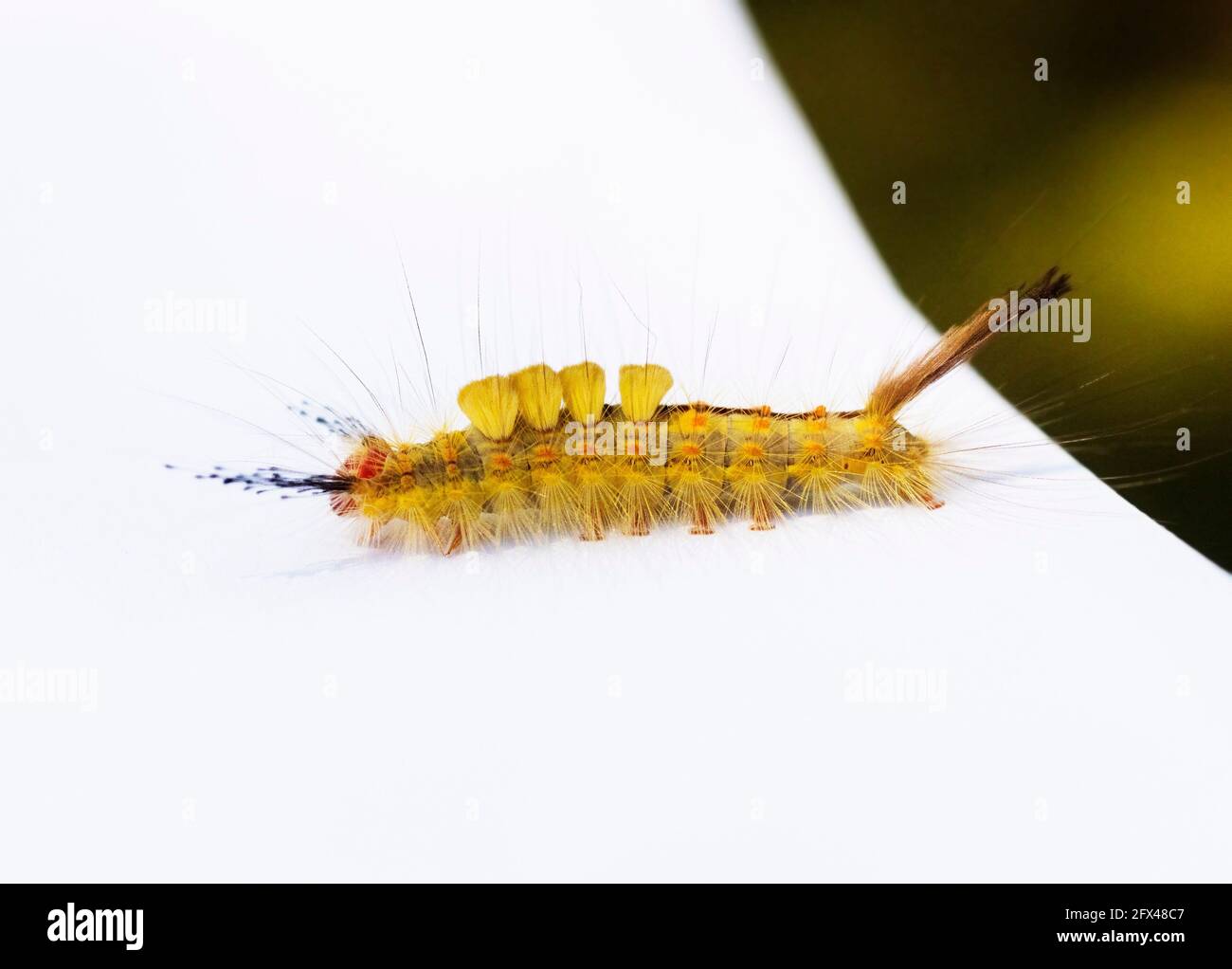 Sapin Tussock Moth caterpillar au printemps dans le centre-nord de la Floride. Orgyia detrita (forme légère). Banque D'Images
