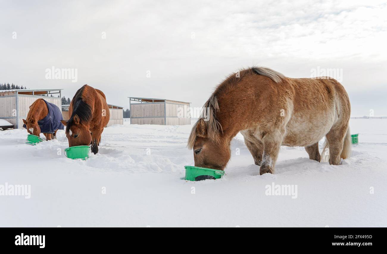 Groupe de chevaux bruns mangeant dans des seaux verts sur la neige champ couvert Banque D'Images