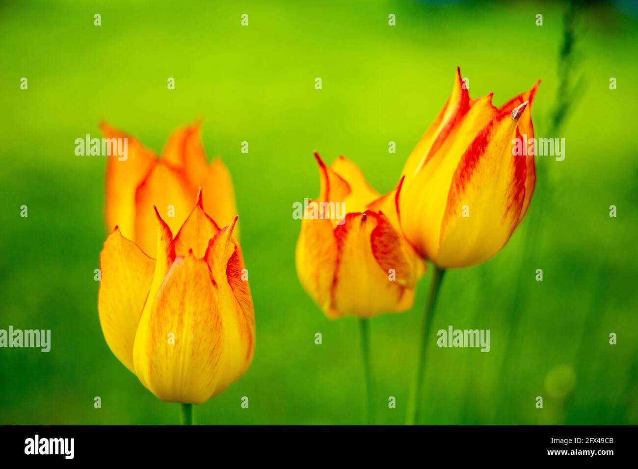 Tulipes jaune vif sur fond d'herbe verte floue. Banque D'Images