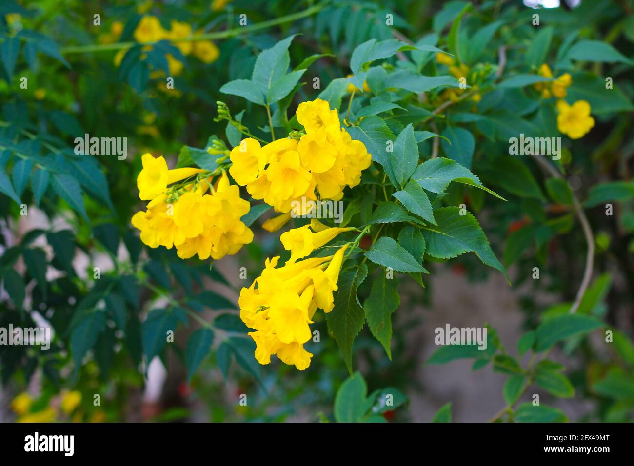 Fleurs jaunes Banque D'Images