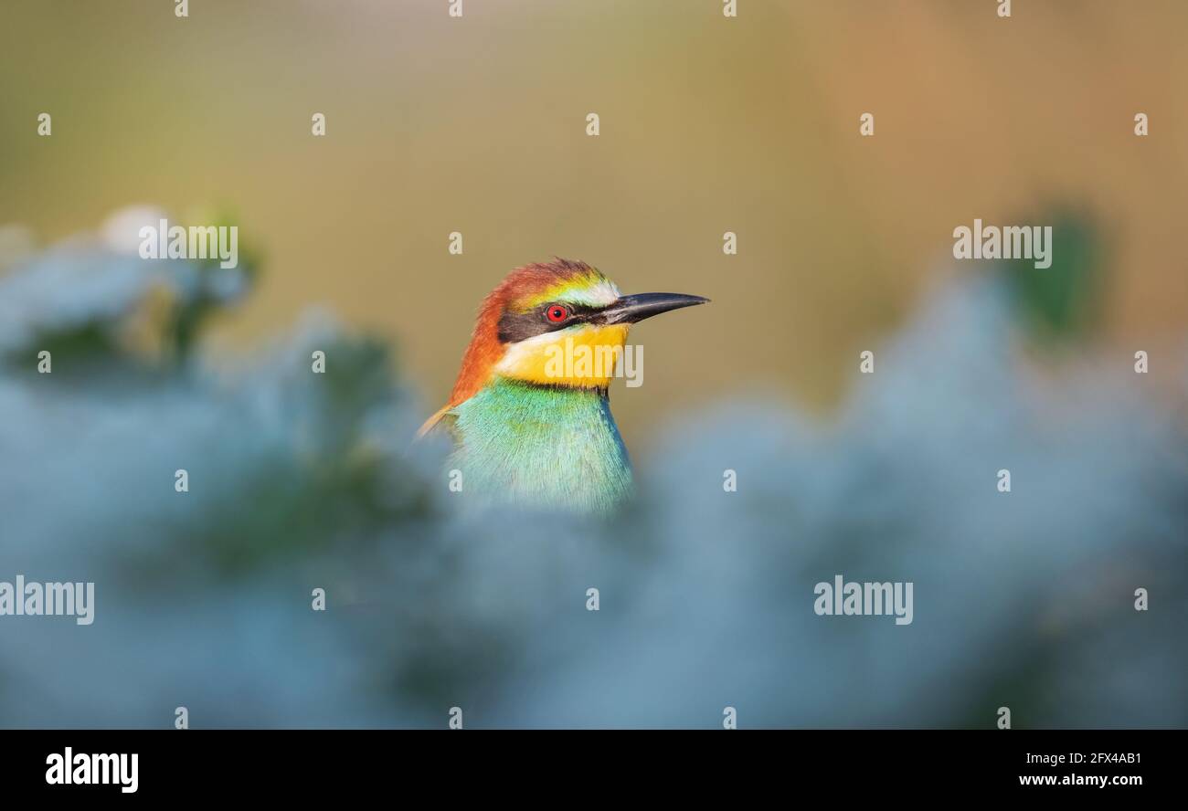 bel oiseau de paradis coloré parmi les fleurs blanches Banque D'Images