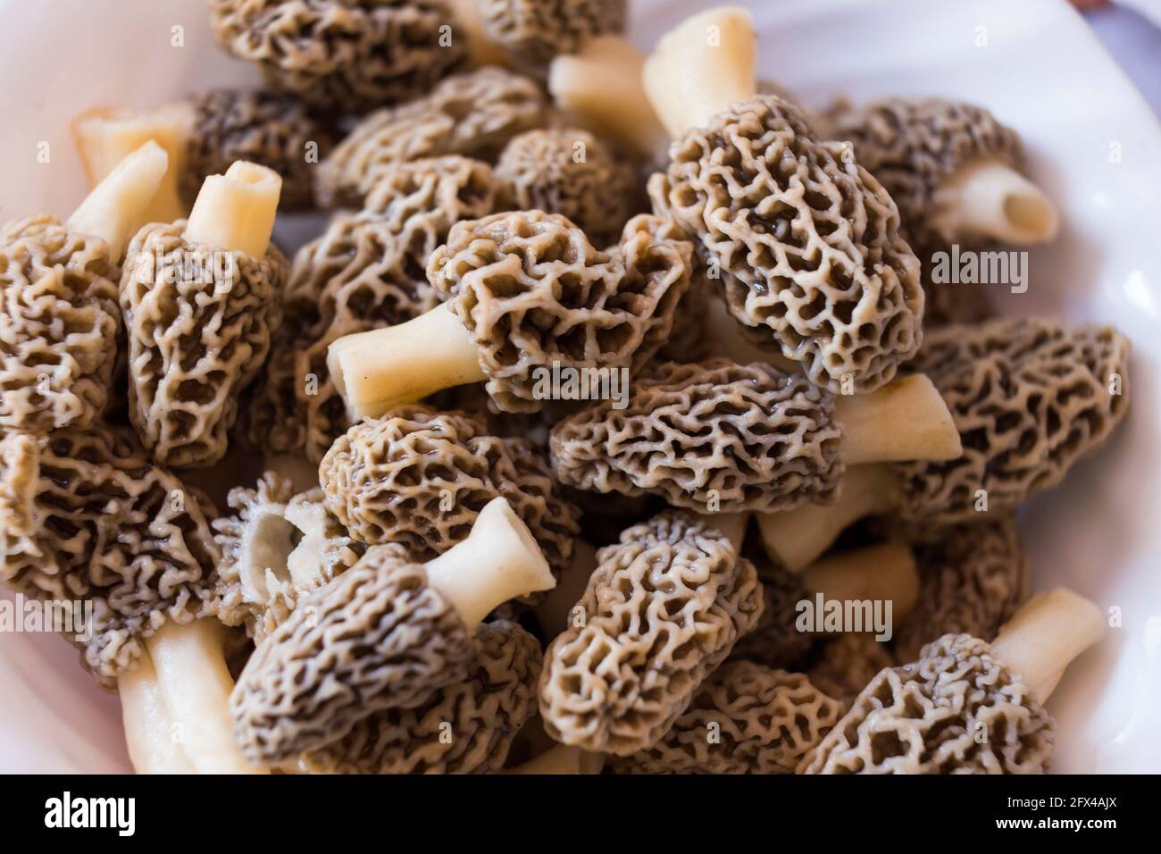 Morchella esculenta, (communément appelé morel commun, morel, morel jaune, vrai morel) Banque D'Images