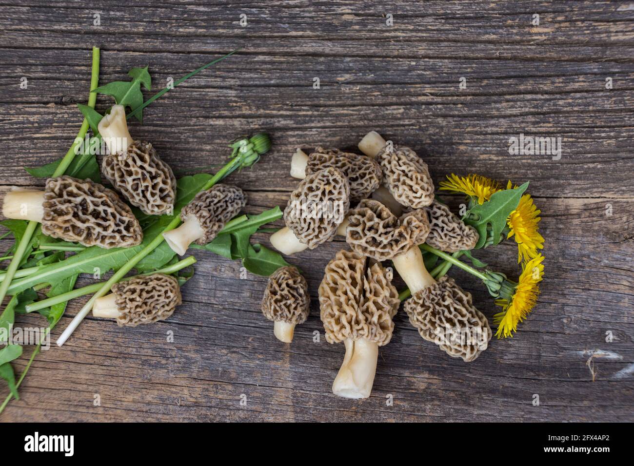Morchella esculenta, (communément appelé morel commun, morel, morel jaune, vrai morel) Banque D'Images